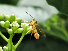 Synanthedon