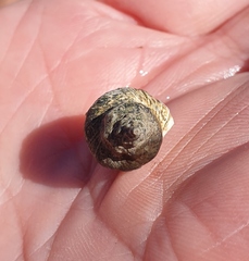 Neogastropoda