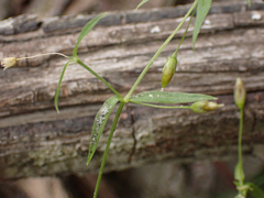 Stellaria longipes