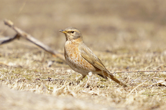 Turdus naumanni