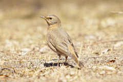 Turdus naumanni