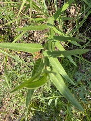 Asclepias viridiflora