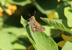 Hesperia comma