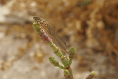 Xanthagrion erythroneurum