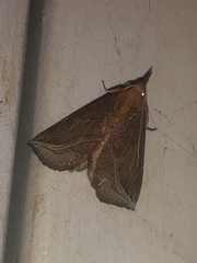 Phyprosopus callitrichoides