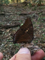 Charaxes karkloof trimeni