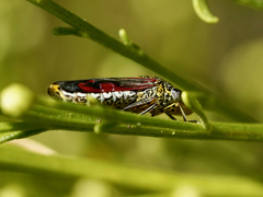 Homalodisca liturata