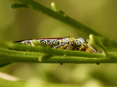 Homalodisca liturata