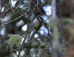 Poecile hudsonicus