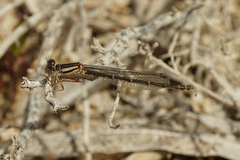 Xanthagrion erythroneurum