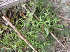 Stellaria longipes