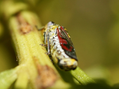 Homalodisca liturata