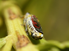 Homalodisca liturata