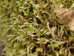 Rhytidiadelphus loreus