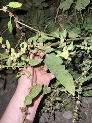 Rumex conglomeratus