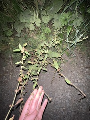 Rumex conglomeratus