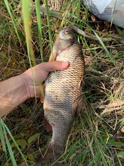 Leuciscus idus