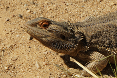 Pogona vitticeps