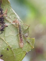 Desmia