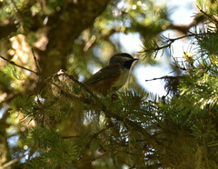 Poecile hudsonicus