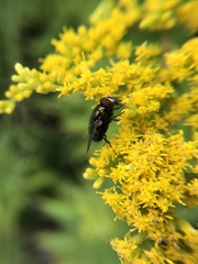 Lucilia