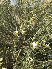 Crotalarieae