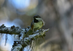 Poecile hudsonicus
