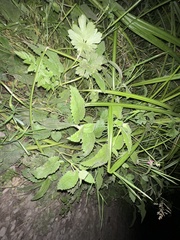 Stachys chamissonis
