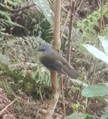 Eopsaltria australis