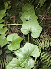 Marah oregana