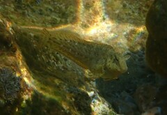 Parablennius sanguinolentus