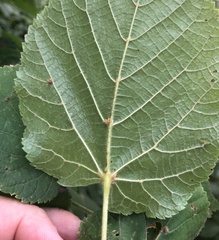 Tilia platyphyllos