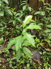 Costus spiralis