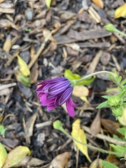Dimorphotheca