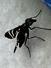 Tritoxa flexa