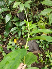 Costus spiralis