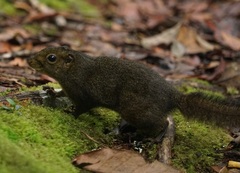 Sundasciurus everetti