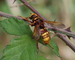 Milesia crabroniformis