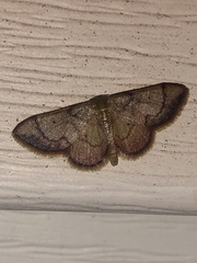 Idaea demissaria