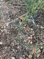 Erigeron flagellaris