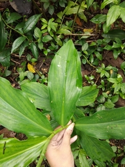 Costus spiralis