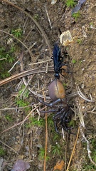 Antrodiaetus unicolor