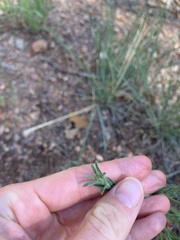 Erigeron flagellaris