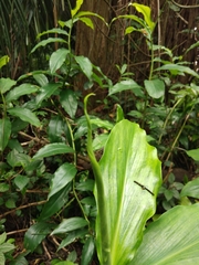 Costus spiralis