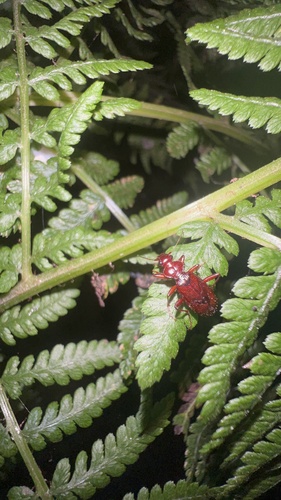 Leistus ferruginosus photo 4