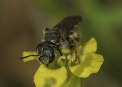 Halictus tripartitus