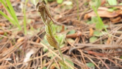 Pterostylis nana