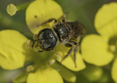 Halictus tripartitus