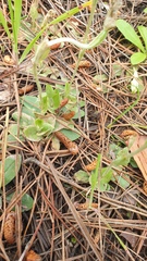 Pterostylis nana