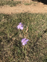 Moraea polystachya
